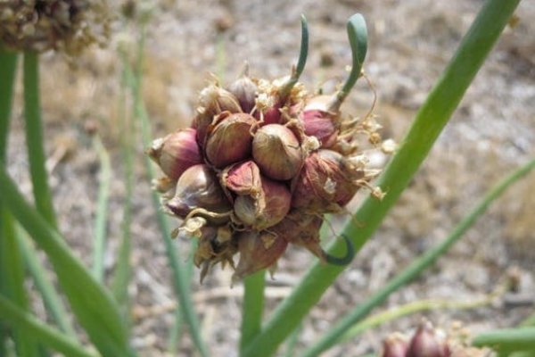 Оф ссылка на гидру onion top com
