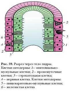 Kra38at